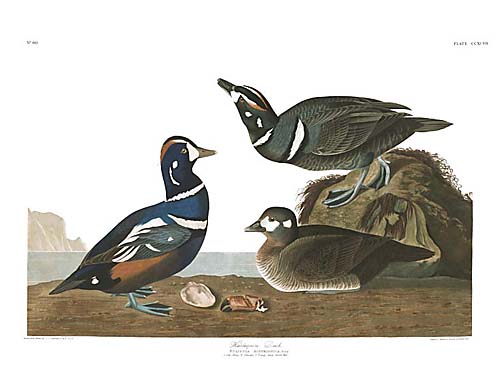 Harlequin Duck